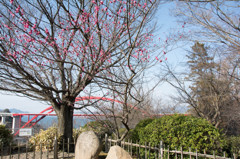 梅と橋