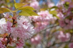 桜色の世界