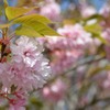 桜色の世界