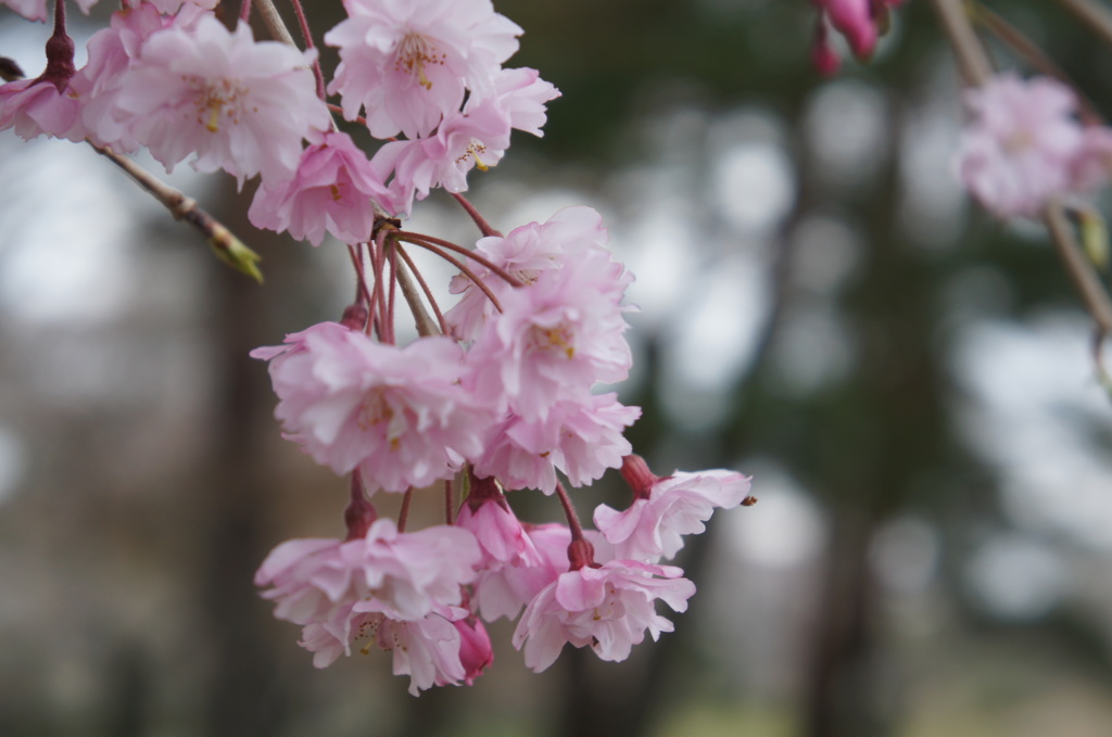 枝垂れ桜