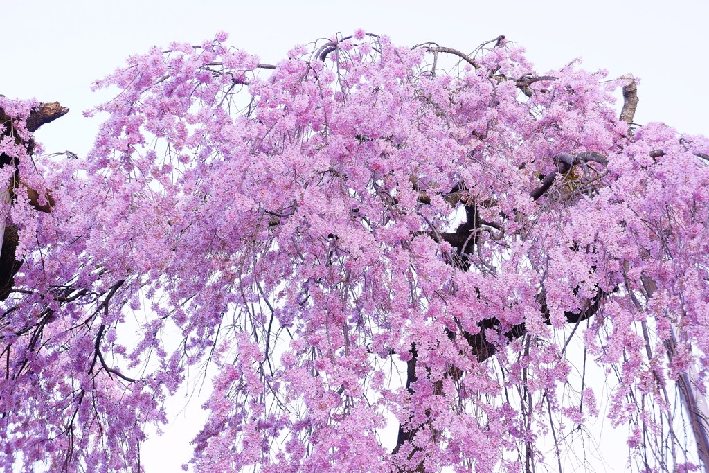 妙関寺　乙姫桜