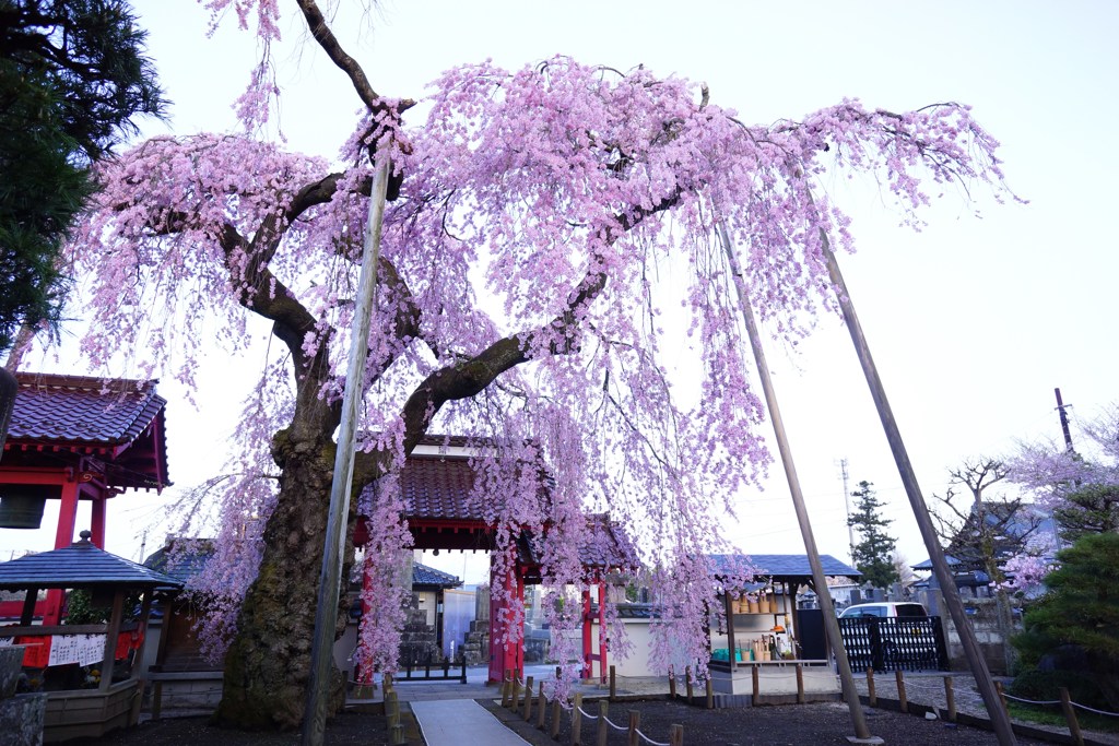 妙関寺　乙姫桜