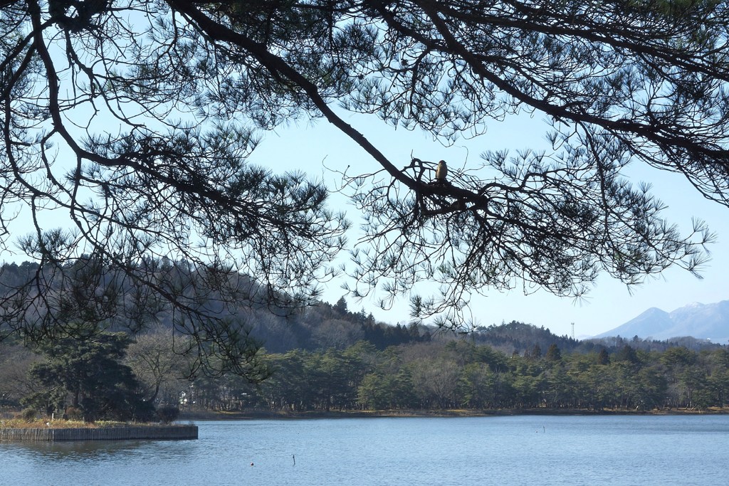 南湖公園の雀