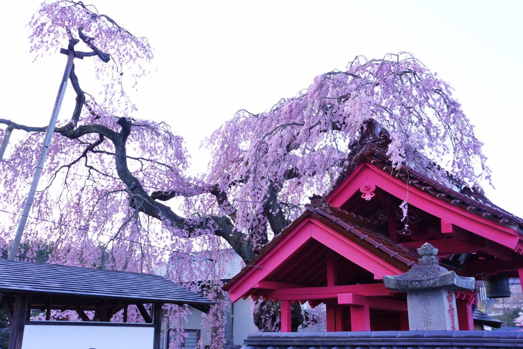 妙関寺　乙姫桜