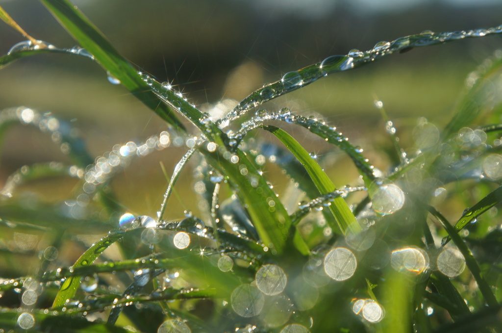 朝露～虫の目線