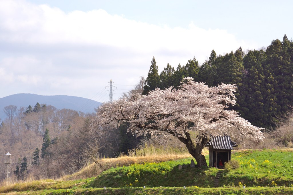 小沢の桜