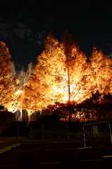 2014森林植物園森を彩る光の饗宴 (8)
