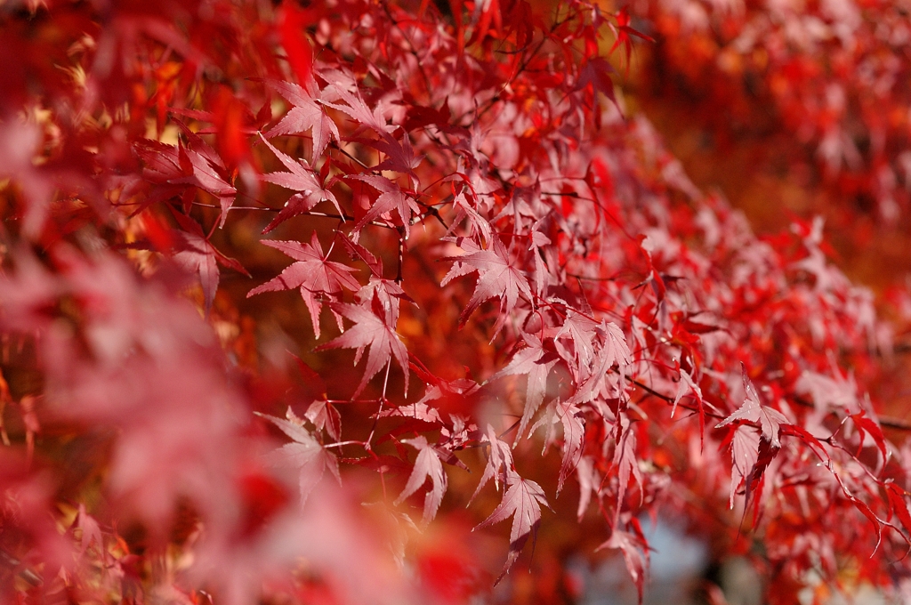 続く紅葉