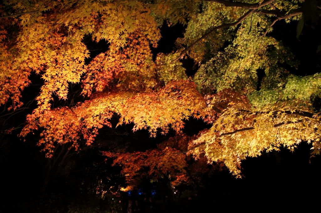 2014森林植物園森を彩る光の饗宴 (4)