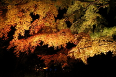 2014森林植物園森を彩る光の饗宴 (4)
