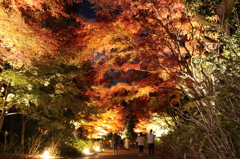 2014森林植物園森を彩る光の饗宴 (2)