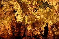2014森林植物園森を彩る光の饗宴 (5)