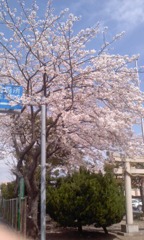 神社の桜