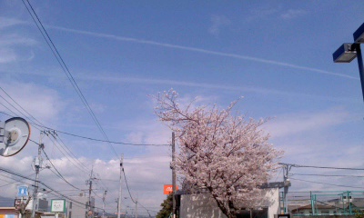 桜と飛行機雲