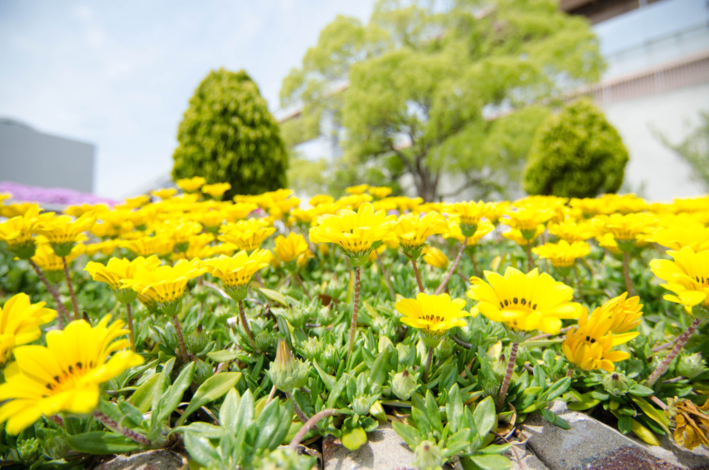 メリケンパーク-花壇２