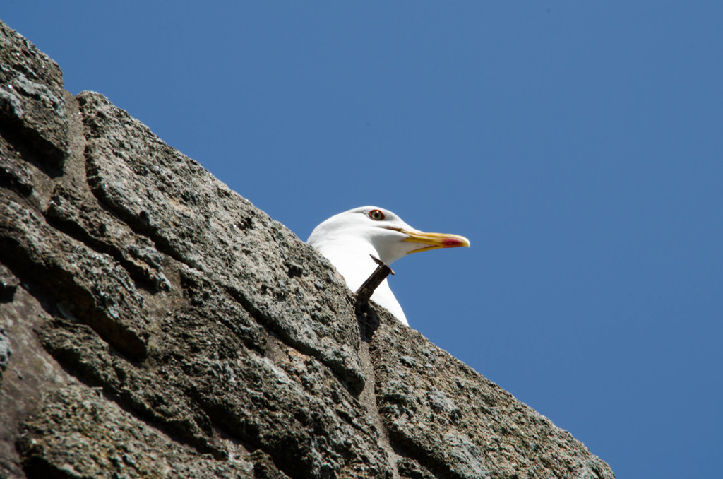 どこにいく鳥さん