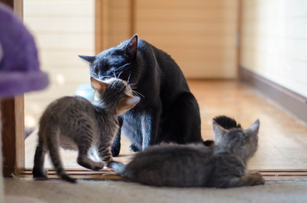 なごやか