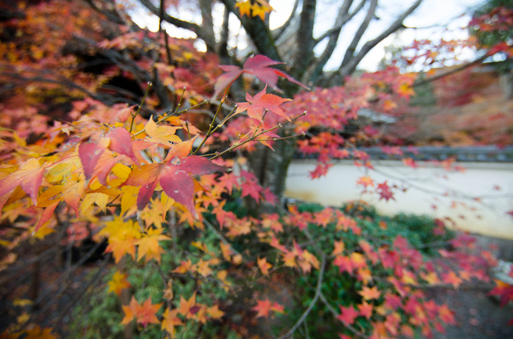 紅葉