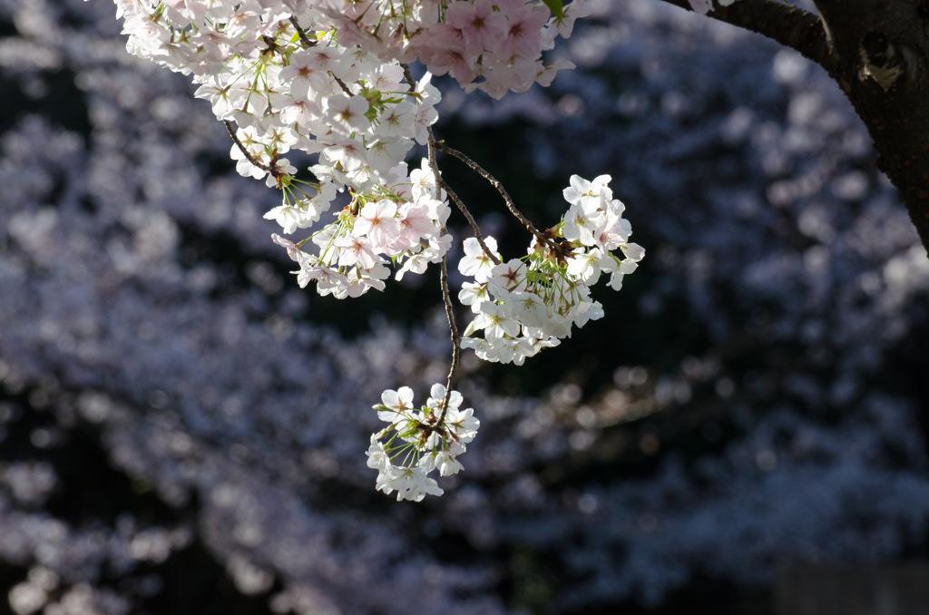 晴れ間に咲いた