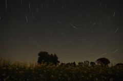 月夜の菜花と北天