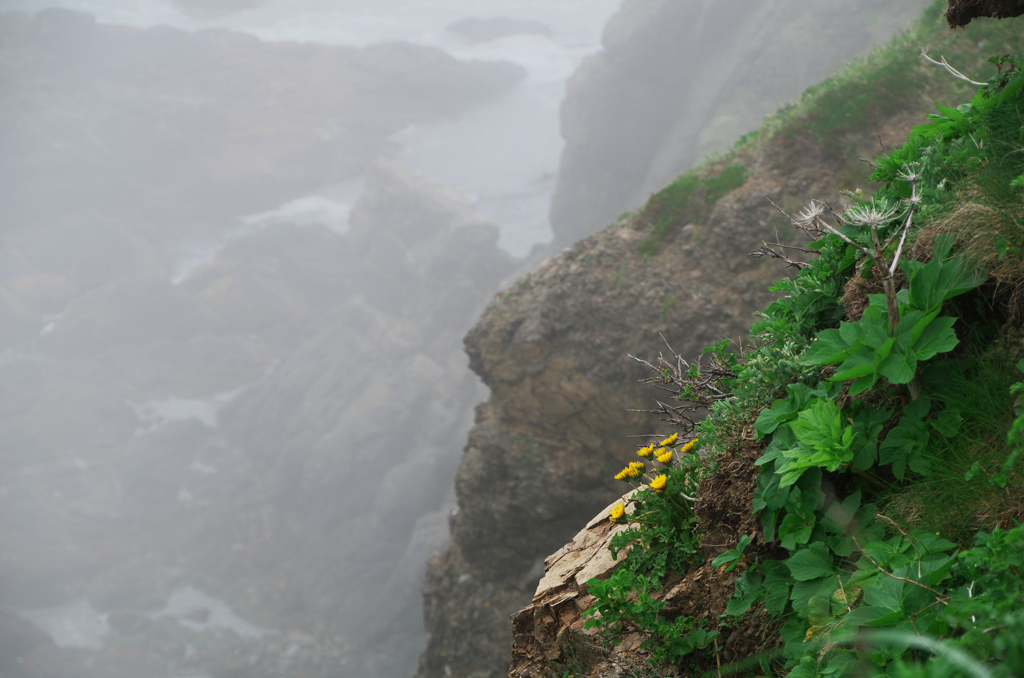 断崖絶壁に咲く蒲公英