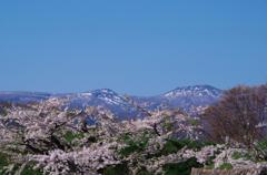 残雪と桜