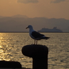 函館港の夕暮れ1