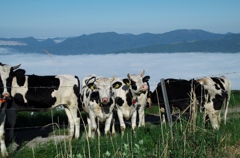 天空の牧場・牛たち