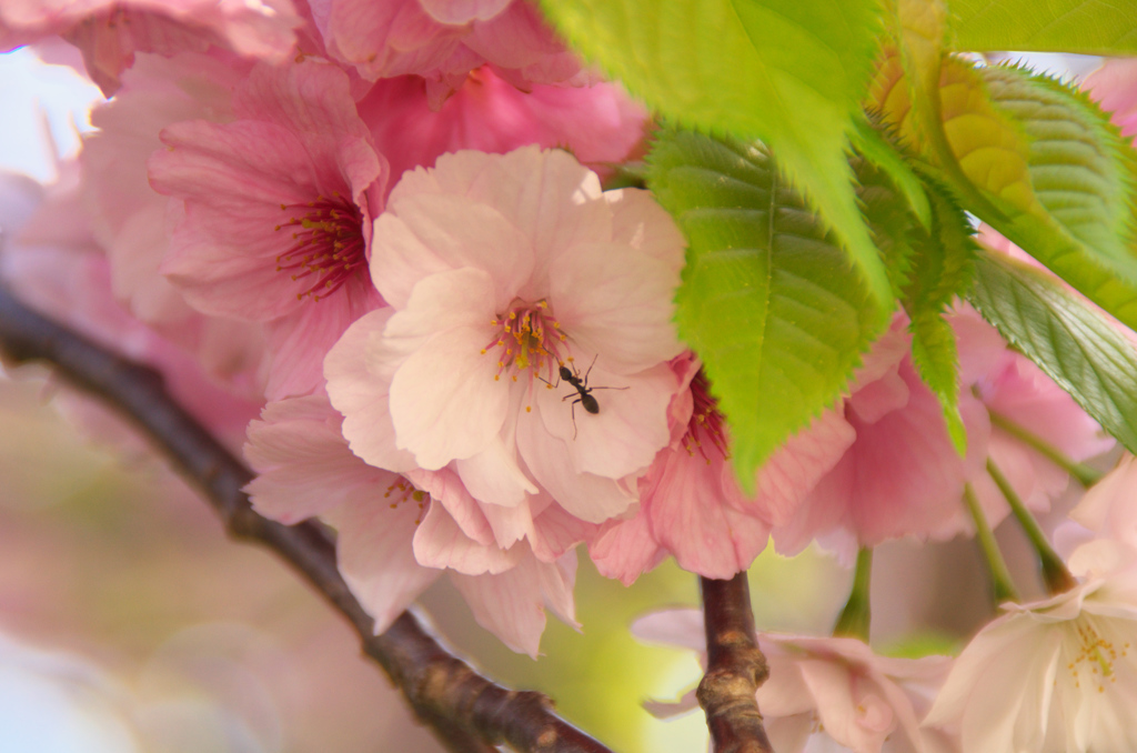 桜とアリ