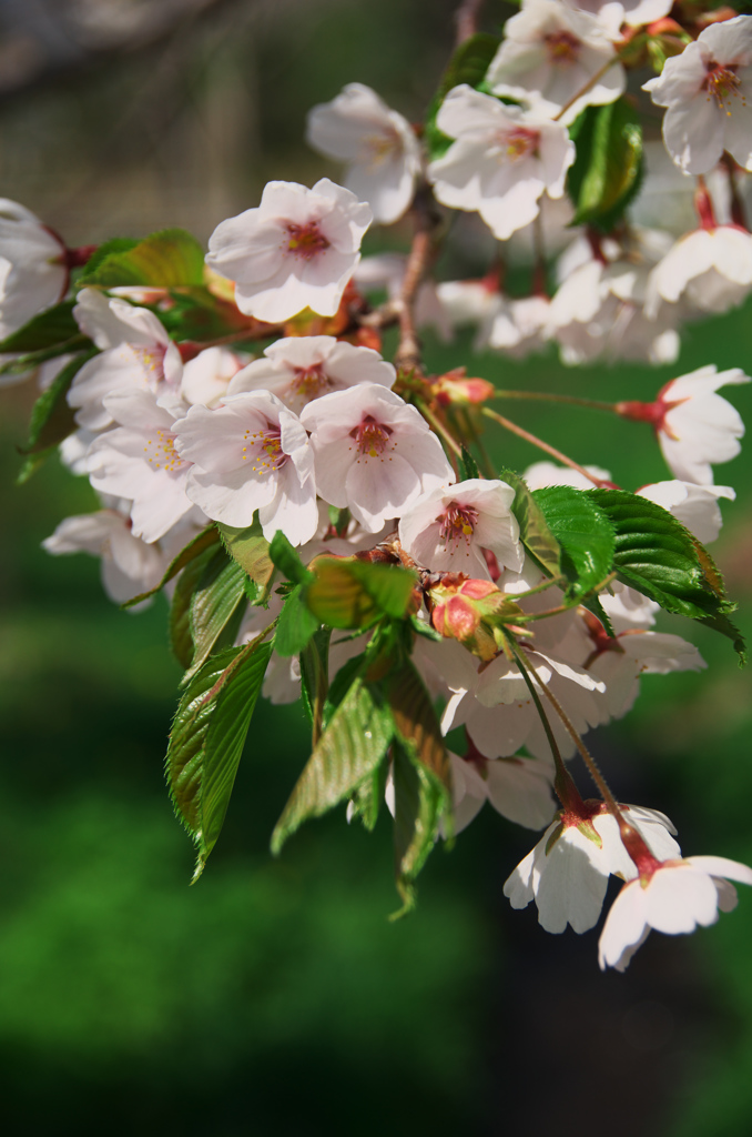 大中山の桜