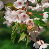 大中山の桜
