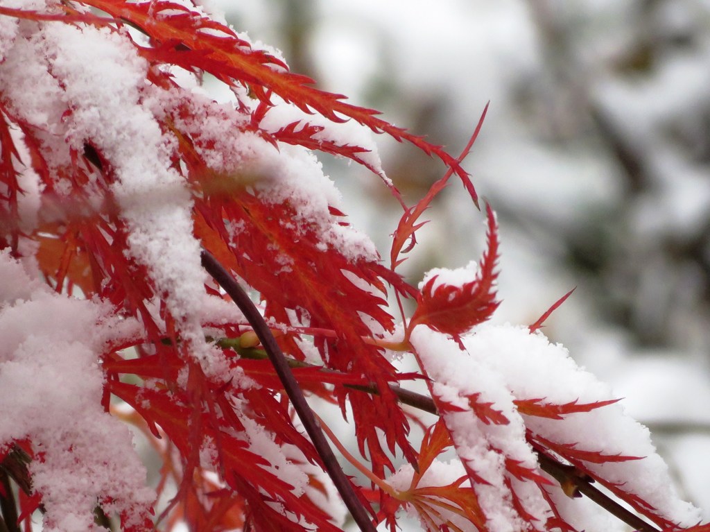 初雪