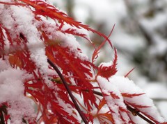 初雪
