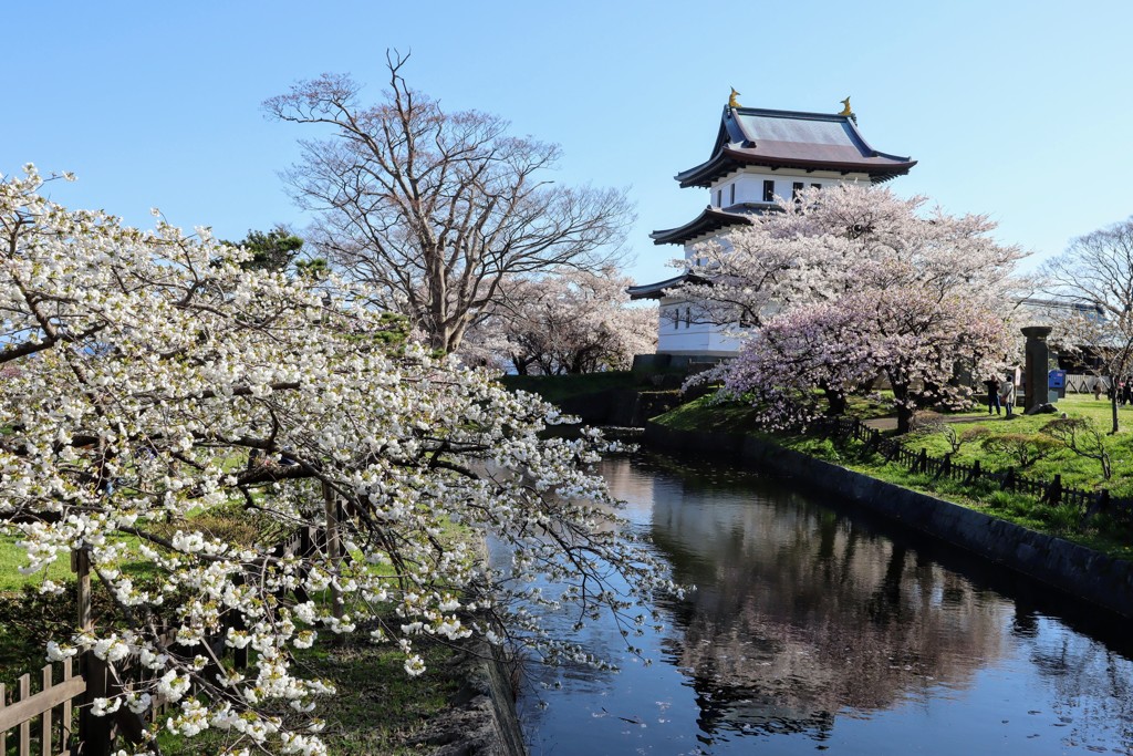 松前城と桜