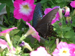 黒い蝶2