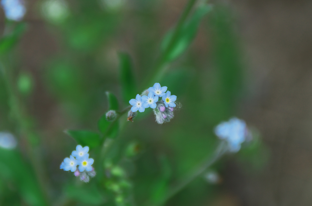 小さな青い花