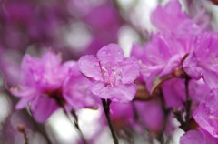 小雨の中のつつじ