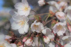 今年の桜　その１