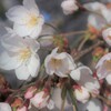 今年の桜　その１