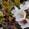 胴付桜