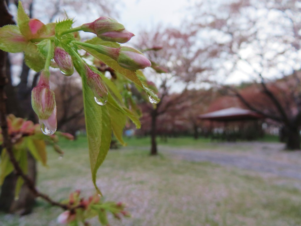 雫したたる桜のつぼみ