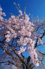 法亀寺の桜2