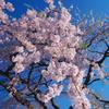法亀寺の桜2