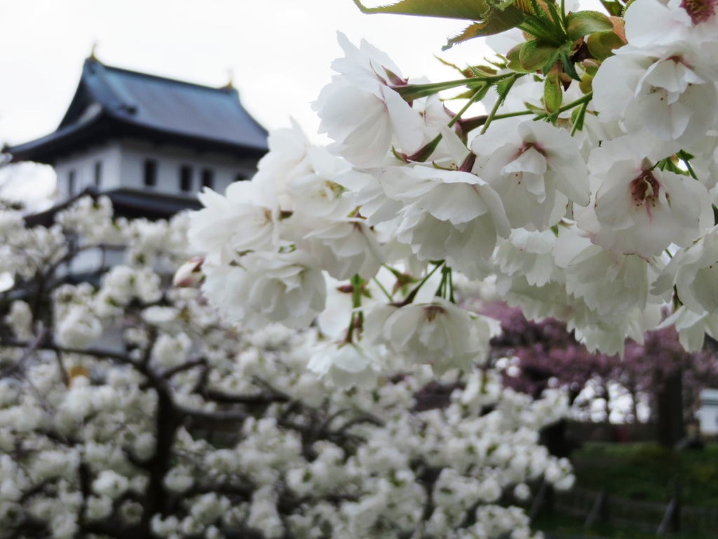 桜と松前城天守