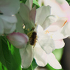 たむらリンゴの花と蜂