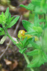 小さな緑色の幼虫