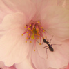 花粉採集中