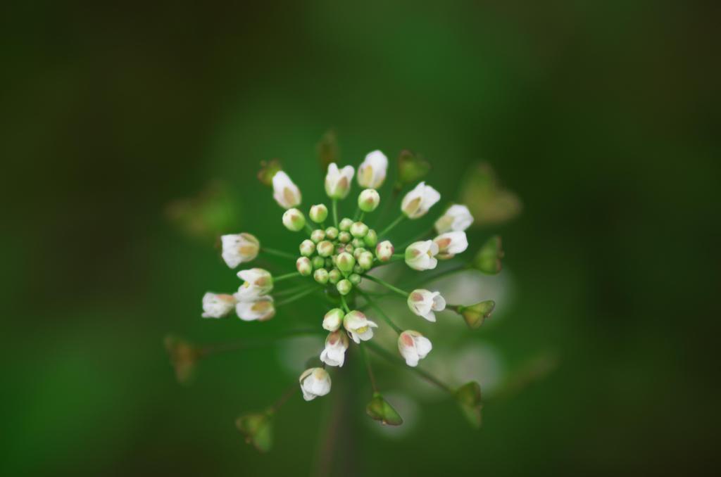 花火