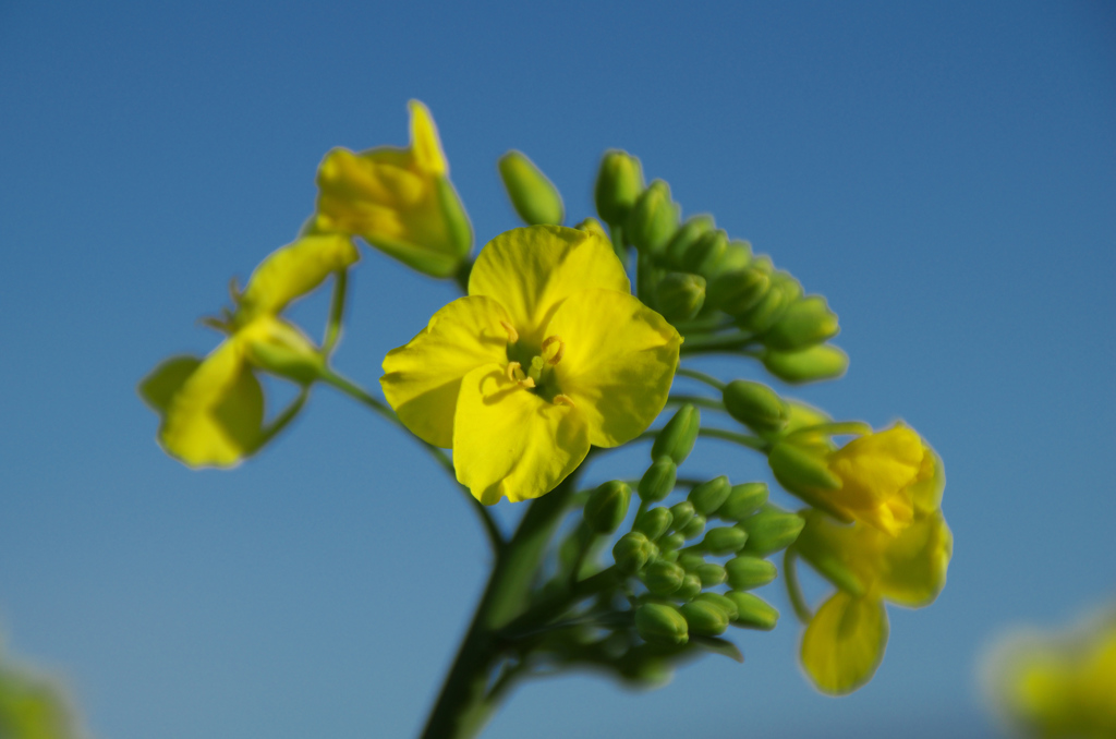 菜の花