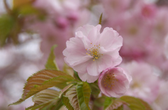 オニウシの桜